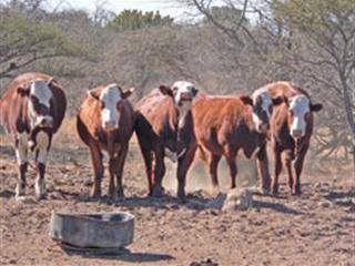 Selecting for quality in a Braford stud herd