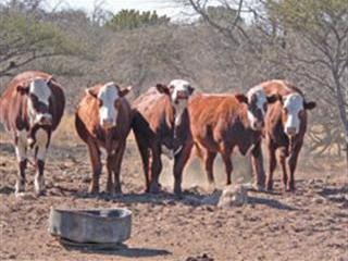 Selecting for quality in a Braford stud herd Selecting for quality in a Braford stud herd