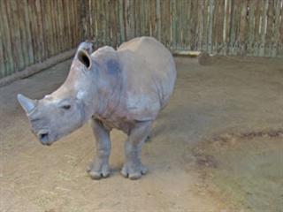 Game on for Kruger Park Wildlife Services Game on for Kruger Park Wildlife Services