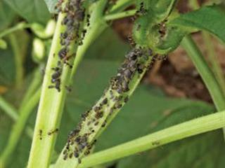 Biological control of aphids
