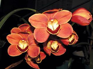 Orchids of Eden