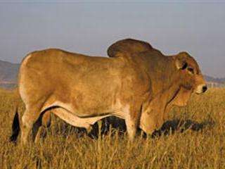 The East African Boran – ‘the world’s hardiest breed’