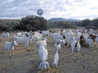 Turning things around with Savannah goats