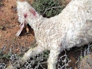 Taking action on predator control Taking action on predator control