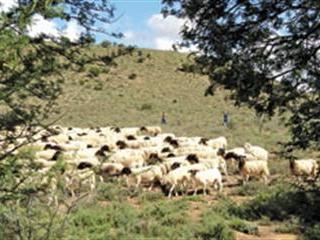 Consumers sensitive to high price of Karoo lamb