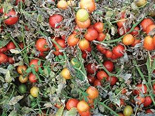 Growing tomatoes without stakes