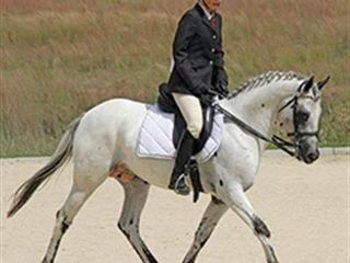 Equine elegance Equine elegance
