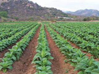 Tobacco farming – the growers’ view