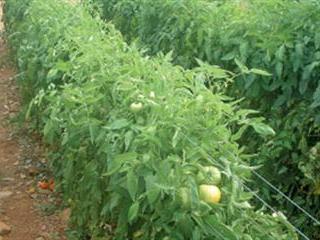 Choosing a tomato variety Choosing a tomato variety