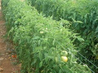 Choosing a tomato variety