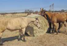 white buffalo grass hay