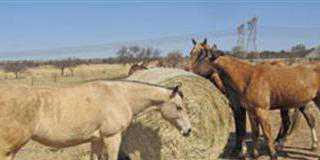 white buffalo grass hay