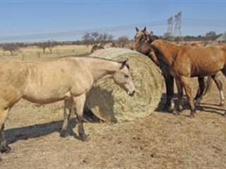 Can horses eat white buffalo grass hay?