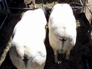 Compensatory growth in Dorper lambs