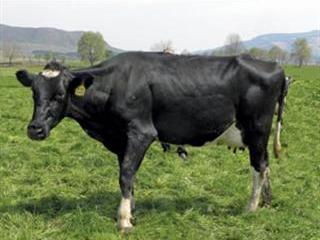 Dairyman: A master at his craft Dairyman: A master at his craft