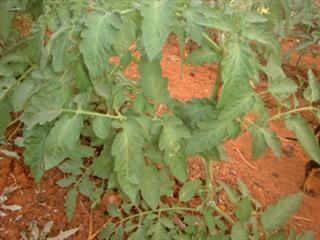 Bringing some sanity to tomato fertilisation Bringing some sanity to tomato fertilisation