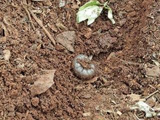 Early pest management for tomatoes