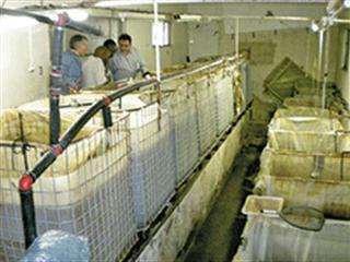 Tilapia farming for smallholders