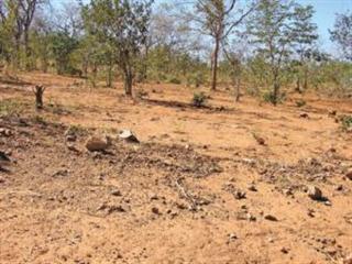 Blazing or grazing – the great fire debate Blazing or grazing – the great fire debate