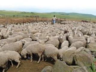 Wool profits for communal farmers