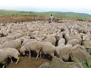 Wool profits for communal farmers Wool profits for communal farmers