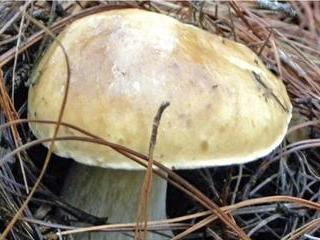 The pick of Porcini The pick of Porcini