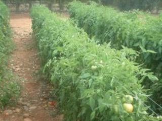 Spray your tomatoes effectively