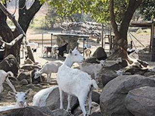 Putting goat milk cheese on the map, one award at a time Putting goat milk cheese on the map, one award at a time