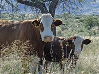 Namibian Simmentalers survive & thrive