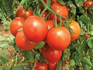 Why prune tomatoes?