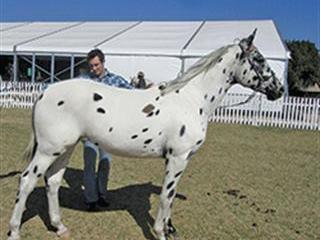 Amazing Appaloosa patterns Amazing Appaloosa patterns