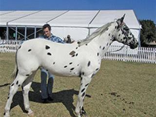 Amazing Appaloosa patterns