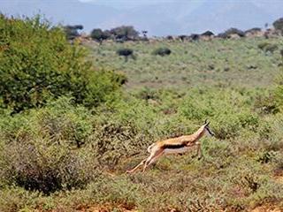 Economy and ecology of Karoo agriculture