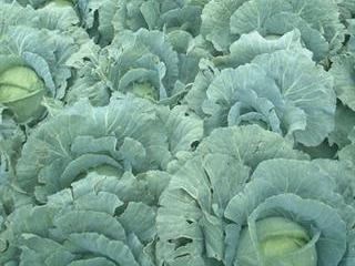 Why hard times are good for vegetable producers