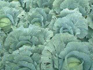Why hard times are good for vegetable producers Why hard times are good for vegetable producers