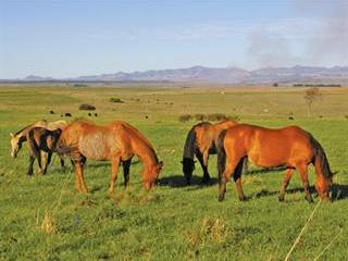 Good nutrition, healthier horses