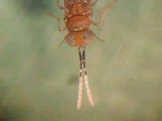 Mealybug hopes pinned on parasitic wasp