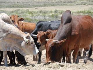 High Stocking rate on minimum veld