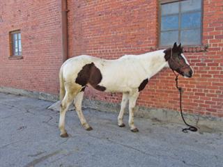 Piebald or Pinto?