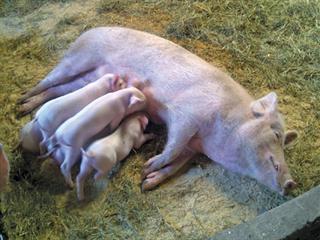 Profit from pigs Profit from pigs