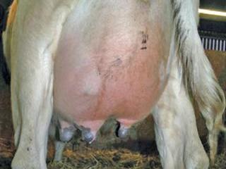 Dealing with Mastitis