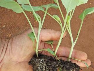 Know your seedling needs Know your seedling needs