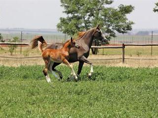 Buying your first horse