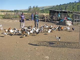 Improving the ‘Zulu chicken’