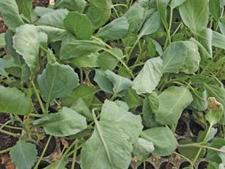 How to harden seedlings How to harden seedlings