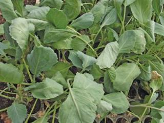 How to harden seedlings