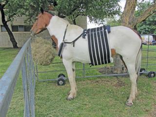 Coping with colic Coping with colic