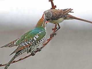 A bird that tells the time