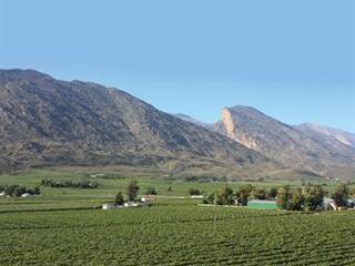 The finest grapes in the Hex River Valley