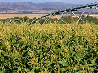 Growing maize in the Swartland